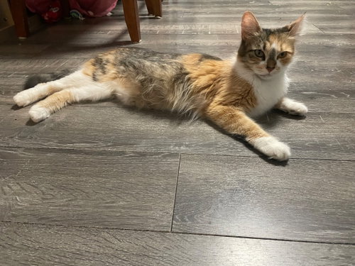 Maple, a cat for adoption from San Antonio Feral Cat Coalition