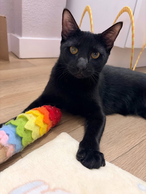 Freddie, a cat for adoption from San Antonio Feral Cat Coalition
