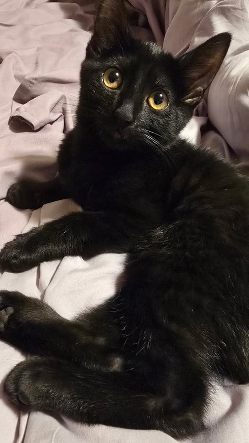 picture of the cat needing adoption