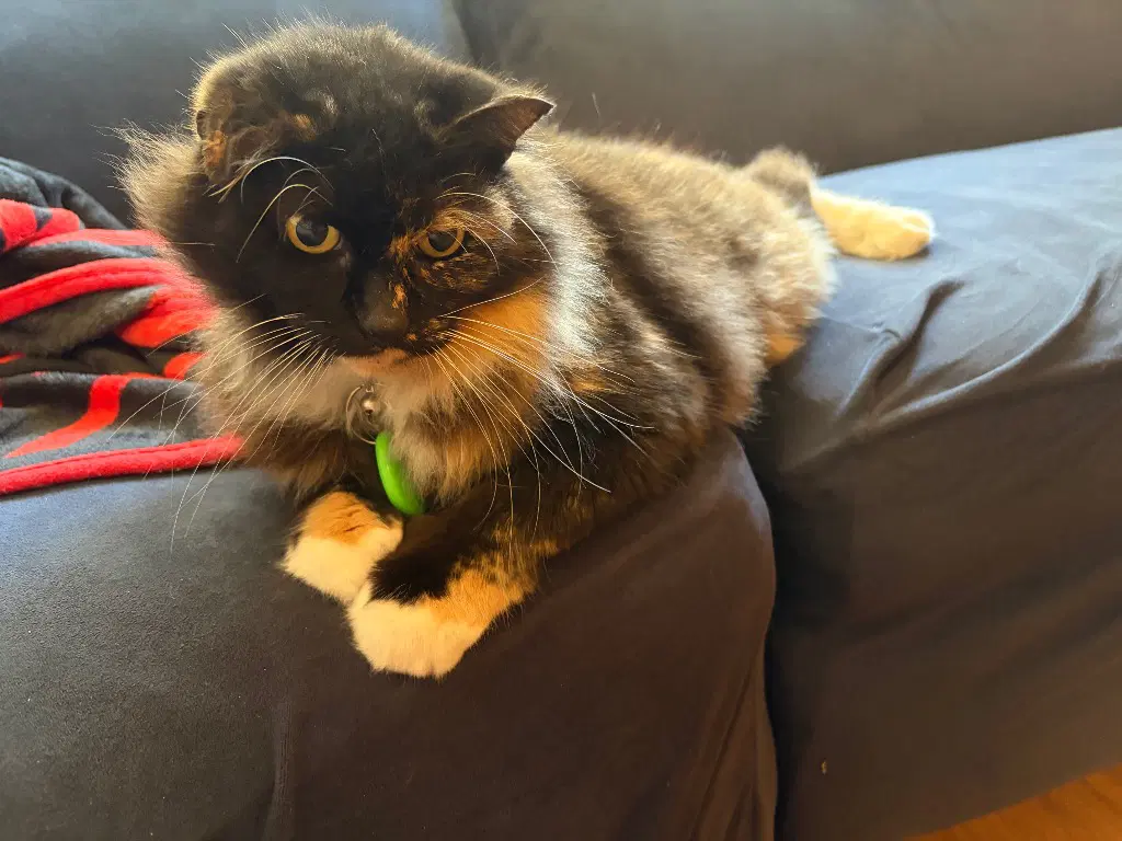 Brienne - Domestic Short Hair
