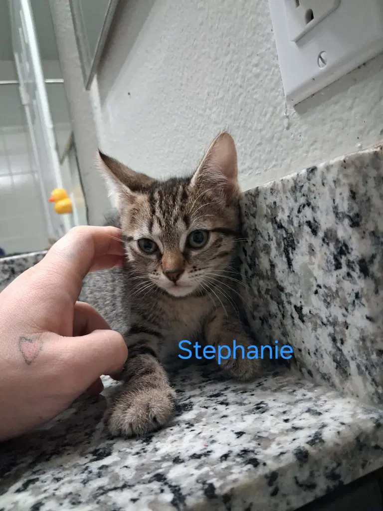 Stephanie - Tabby
