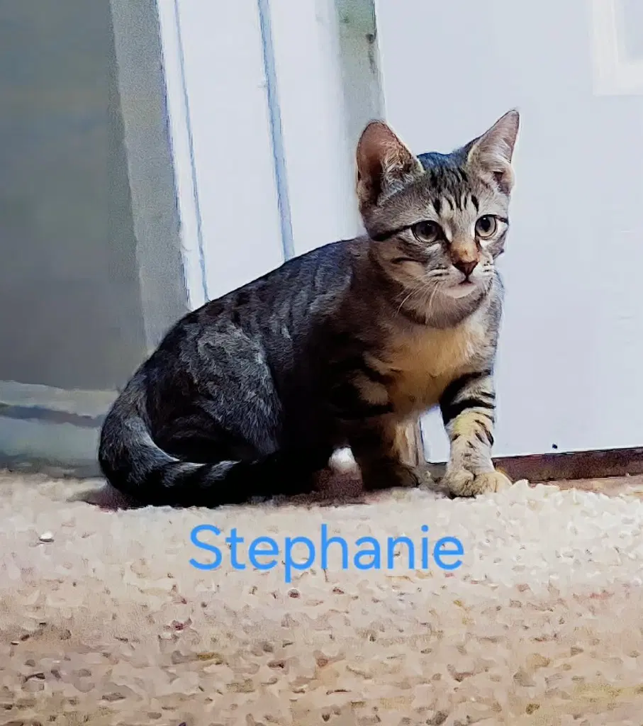 Stephanie image 2