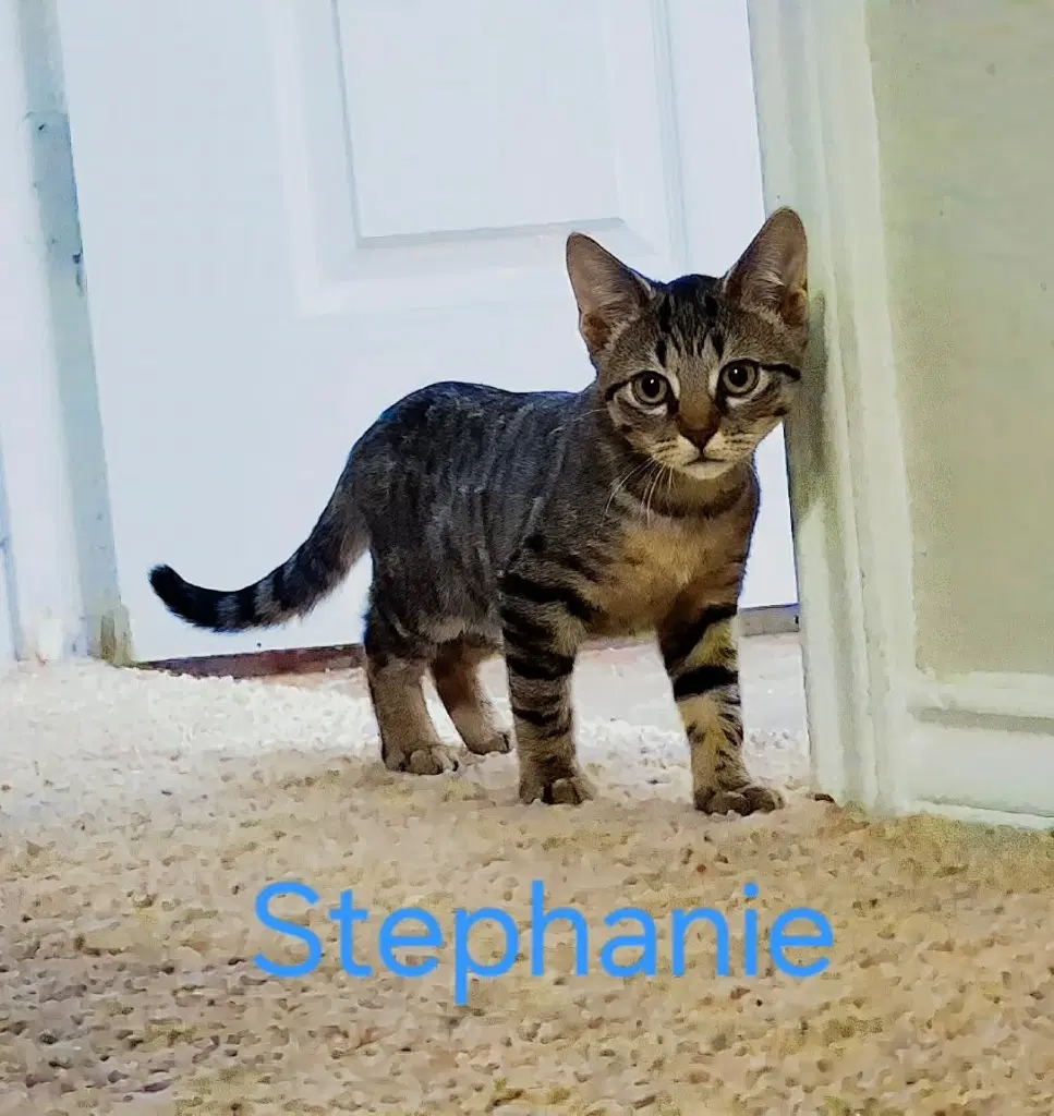 Stephanie image 3