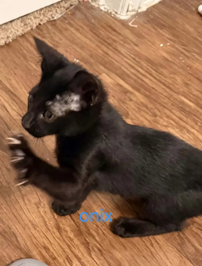 Onyx image 2