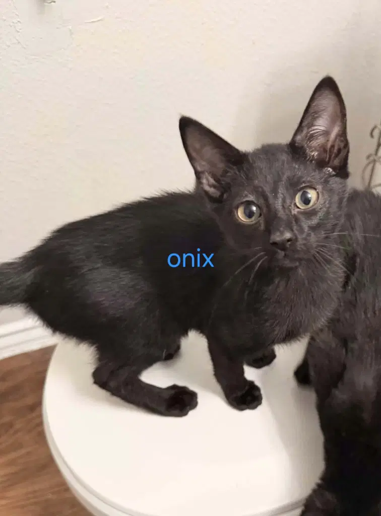 Onyx image 3
