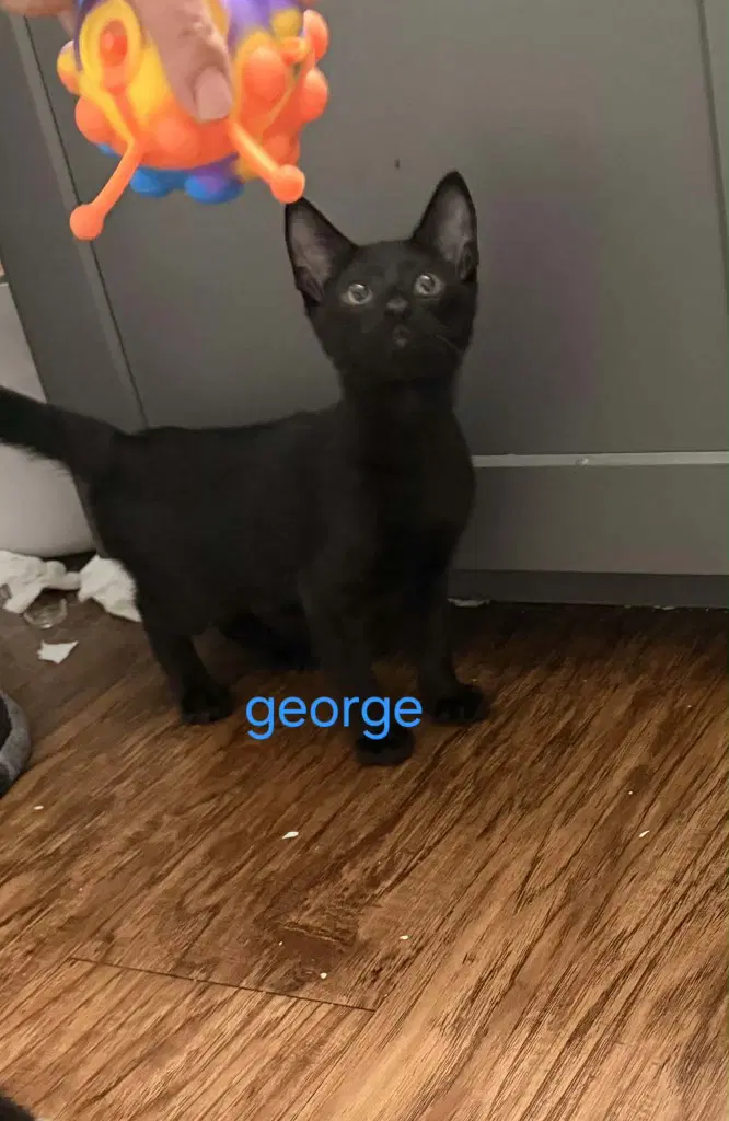 George - Bombay