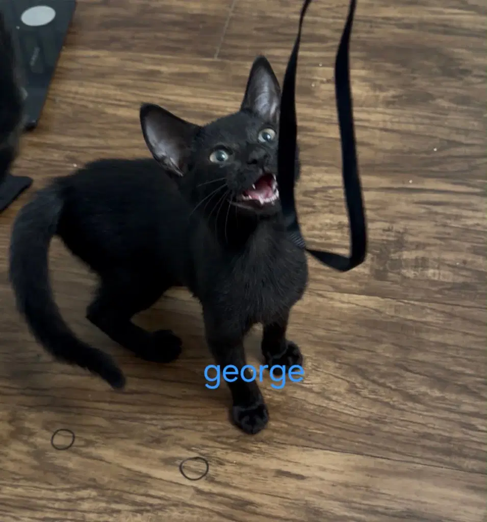 George image 2