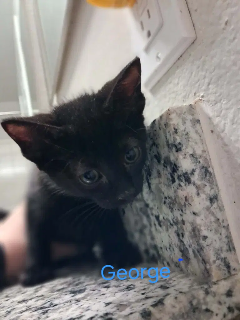 George image 3