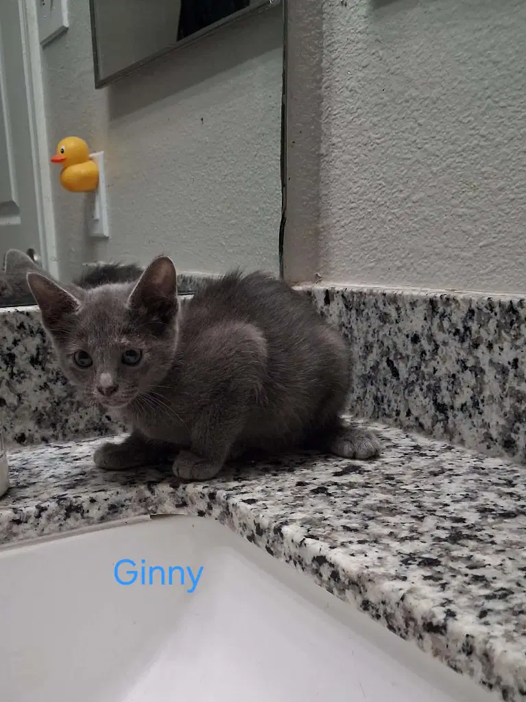 Ginny - Russian Blue
