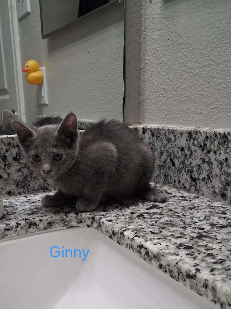 Ginny