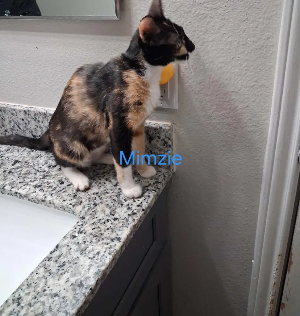 Mimsy - Calico