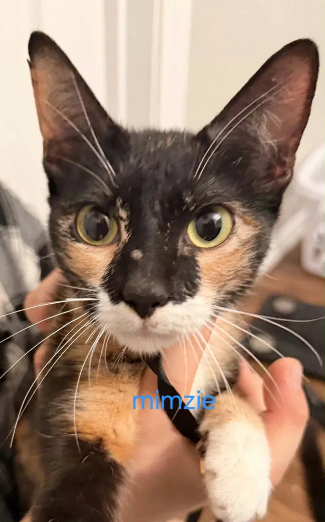 Mimsy image 3