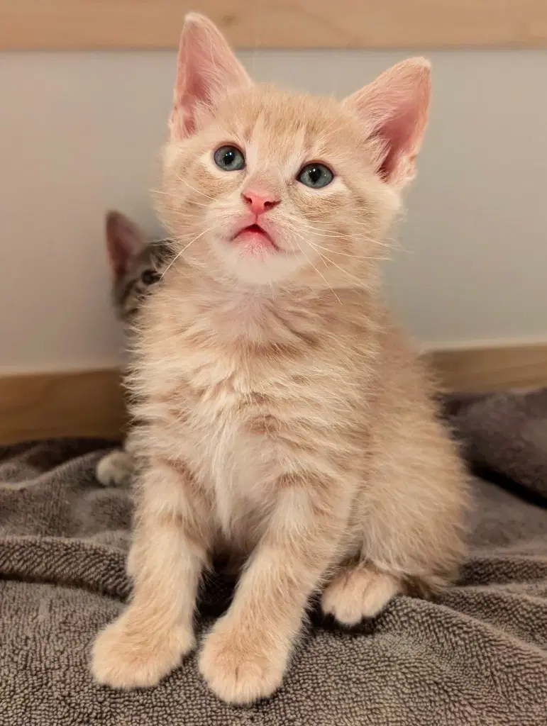 Jones - Domestic Short Hair