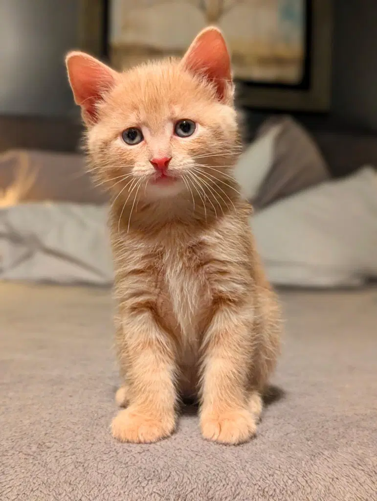 Rands - Domestic Short Hair