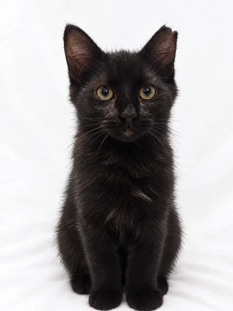 Morsel - Burmese