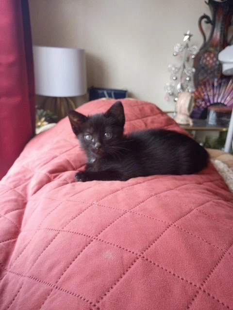Jinxy