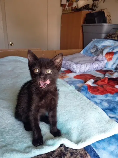 Jinxy image 2