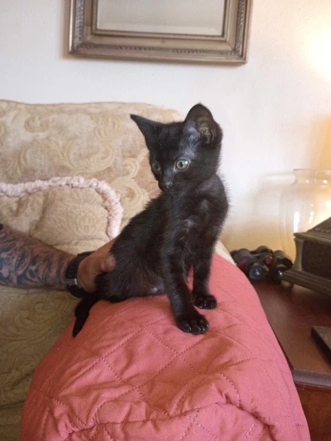 Chico