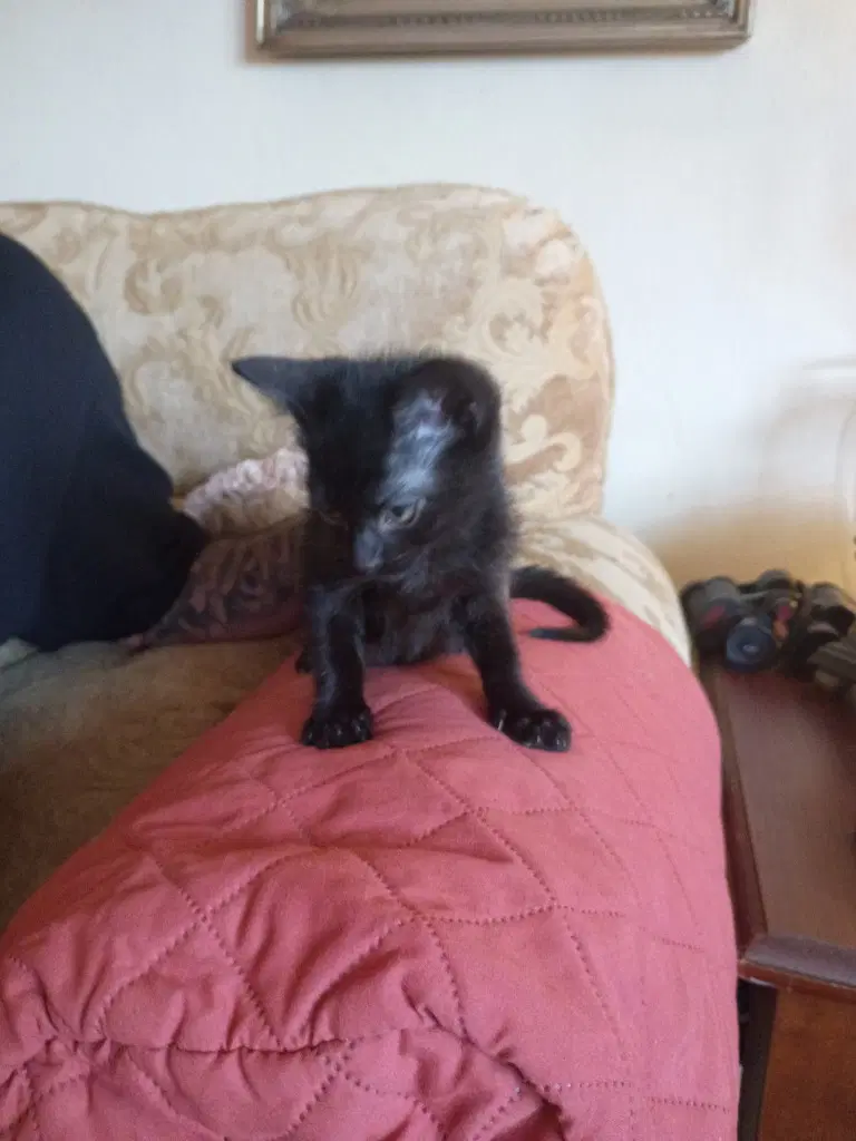 Chico image 2