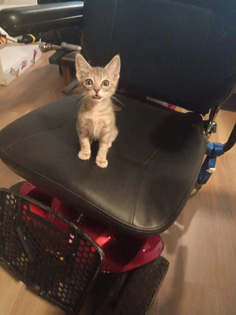 Kiro - Tabby