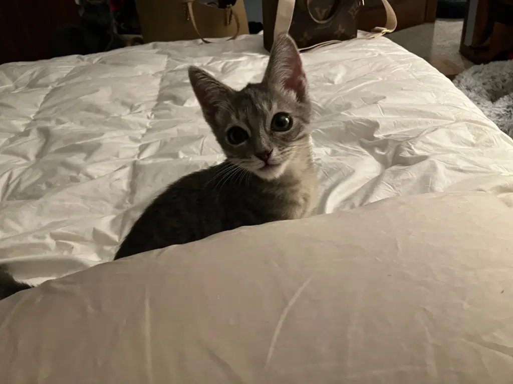 Kiro image 2