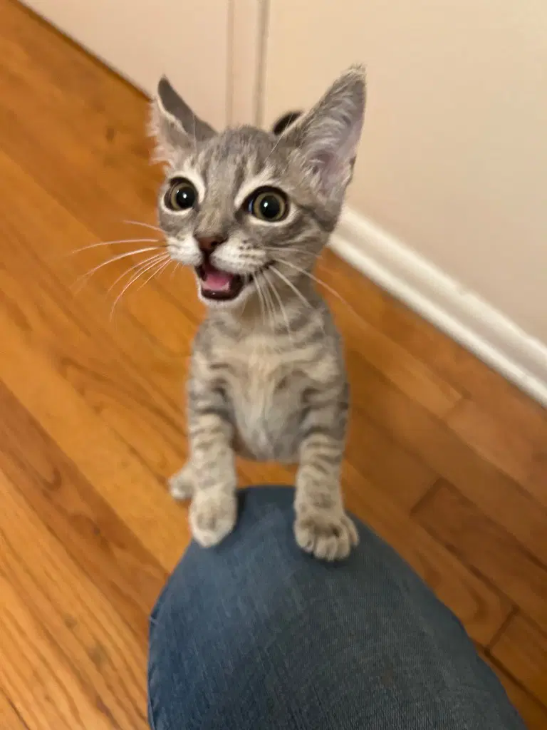 Kiro image 3
