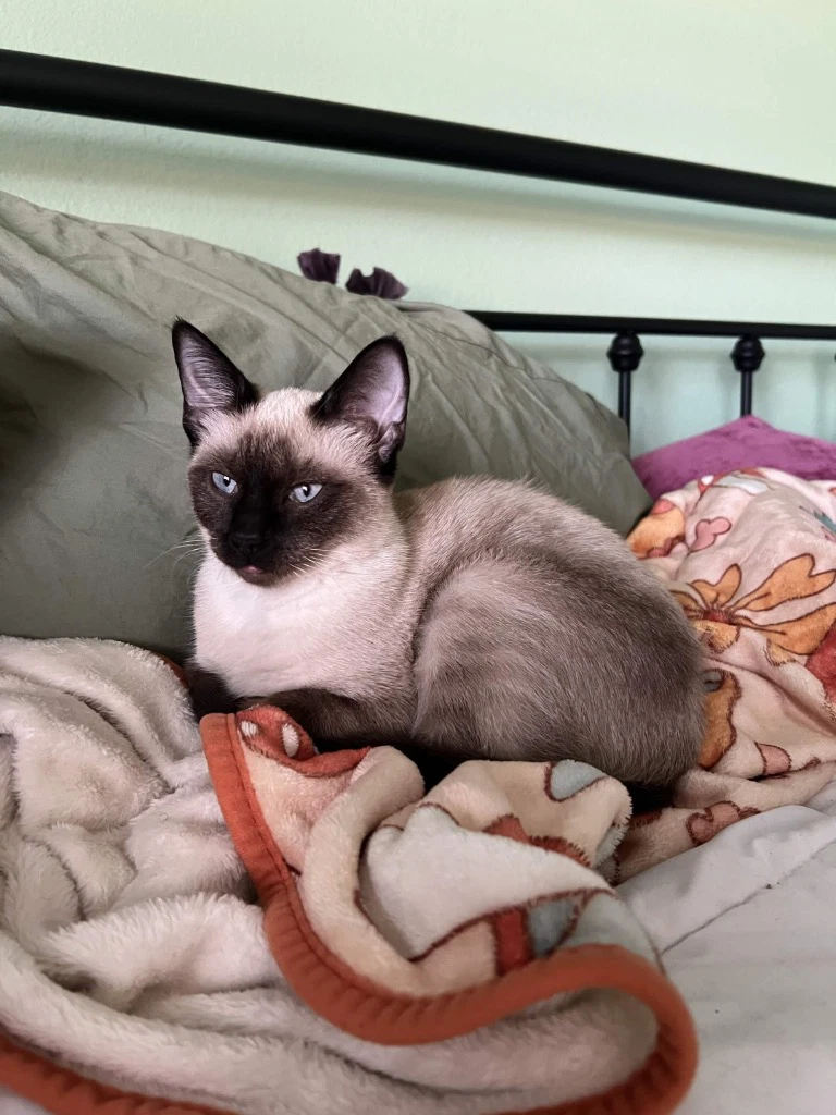 Athena