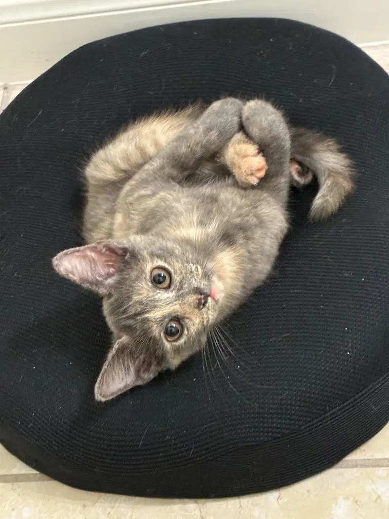 Jean Grey - Domestic Short Hair