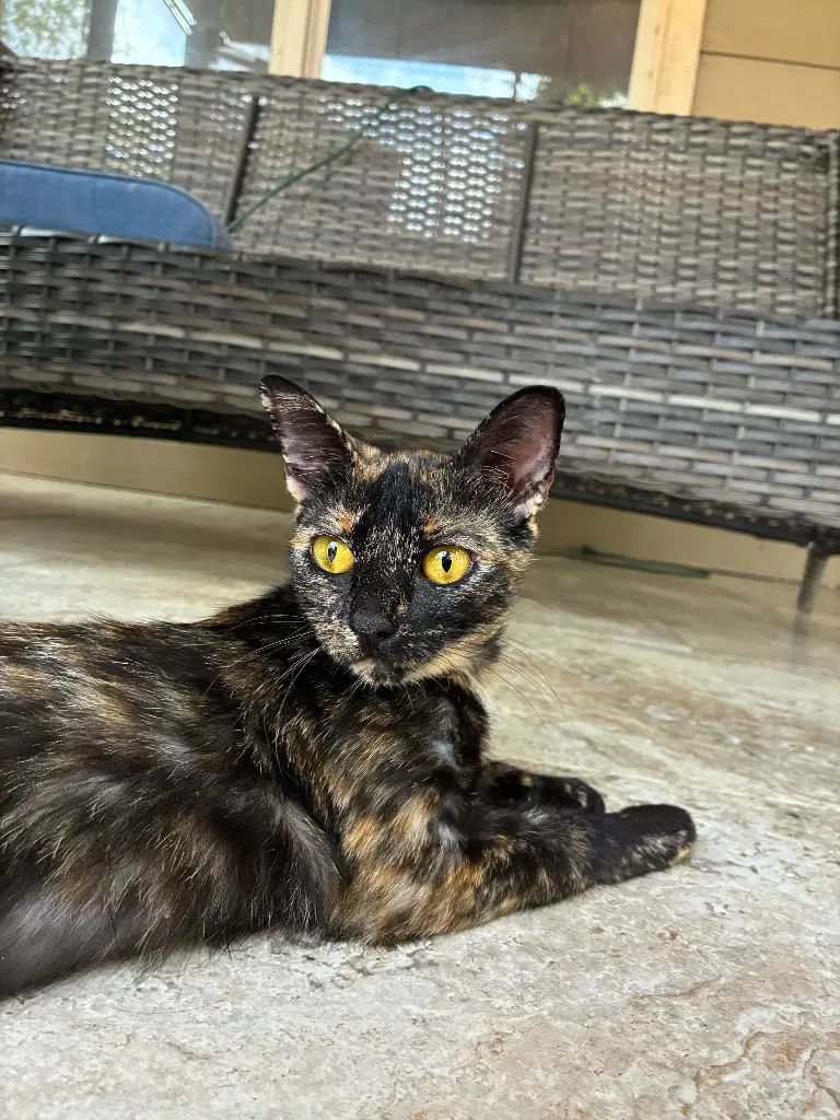 Brownie - Domestic Short Hair