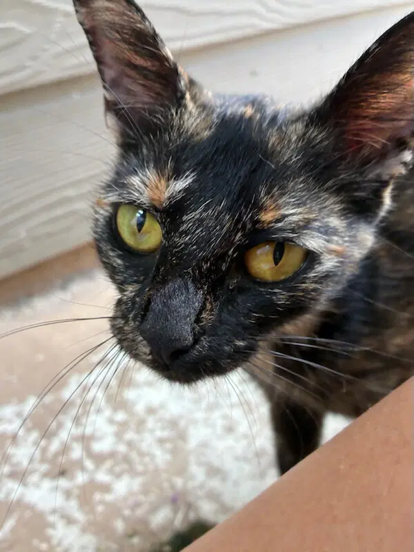 Brownie image 2