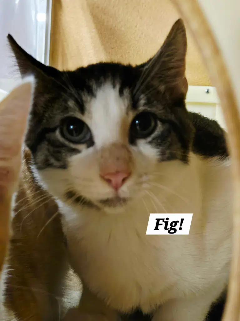 Fig - Domestic Short Hair