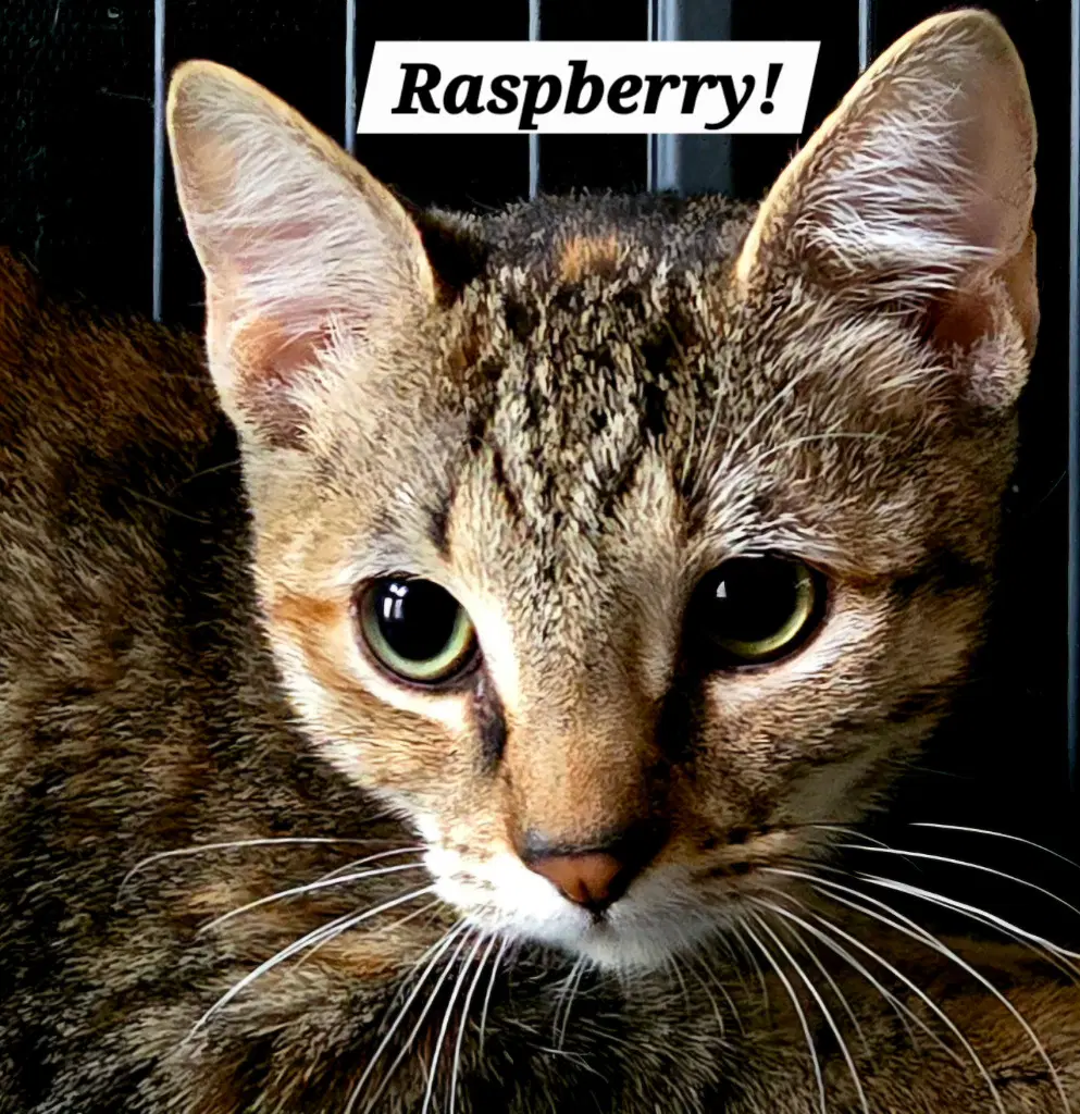 Raspberry - Domestic Short Hair