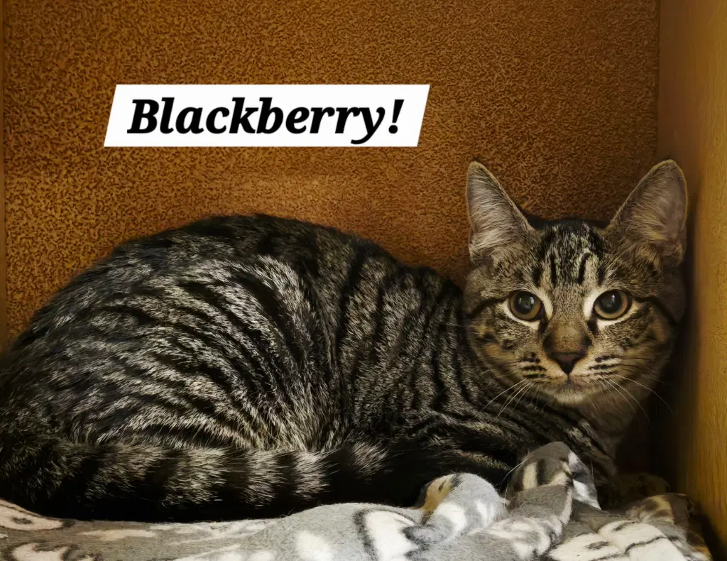Blackberry - Domestic Short Hair