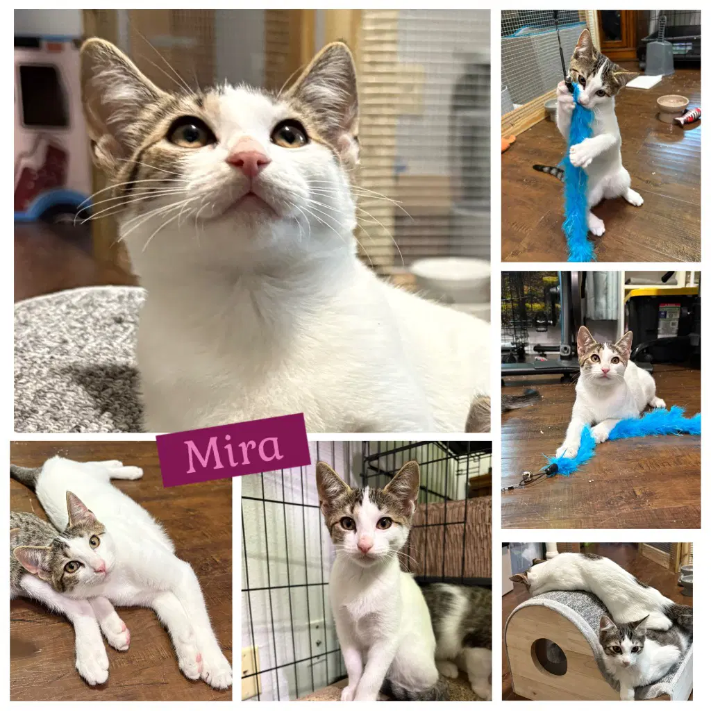 Mira - Tabby