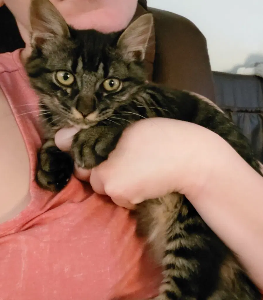Samson - Tabby
