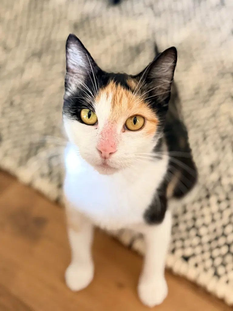 Callie Cl - Calico