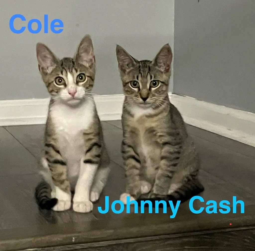 Coal - Tabby