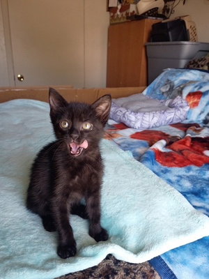 Jinxy, photo 2