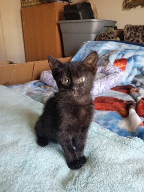 Jinxy, photo 3