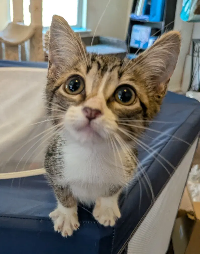 Capulet - Domestic Short Hair