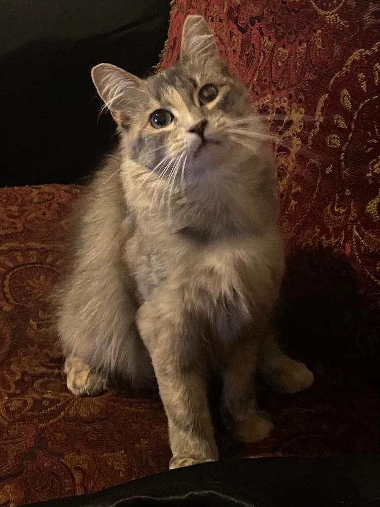 Foofie