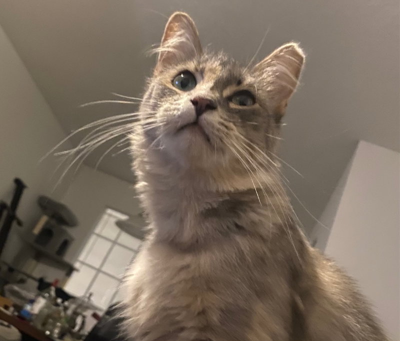 Foofie, photo 3