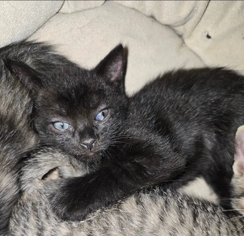 Sabrina - Domestic Short Hair