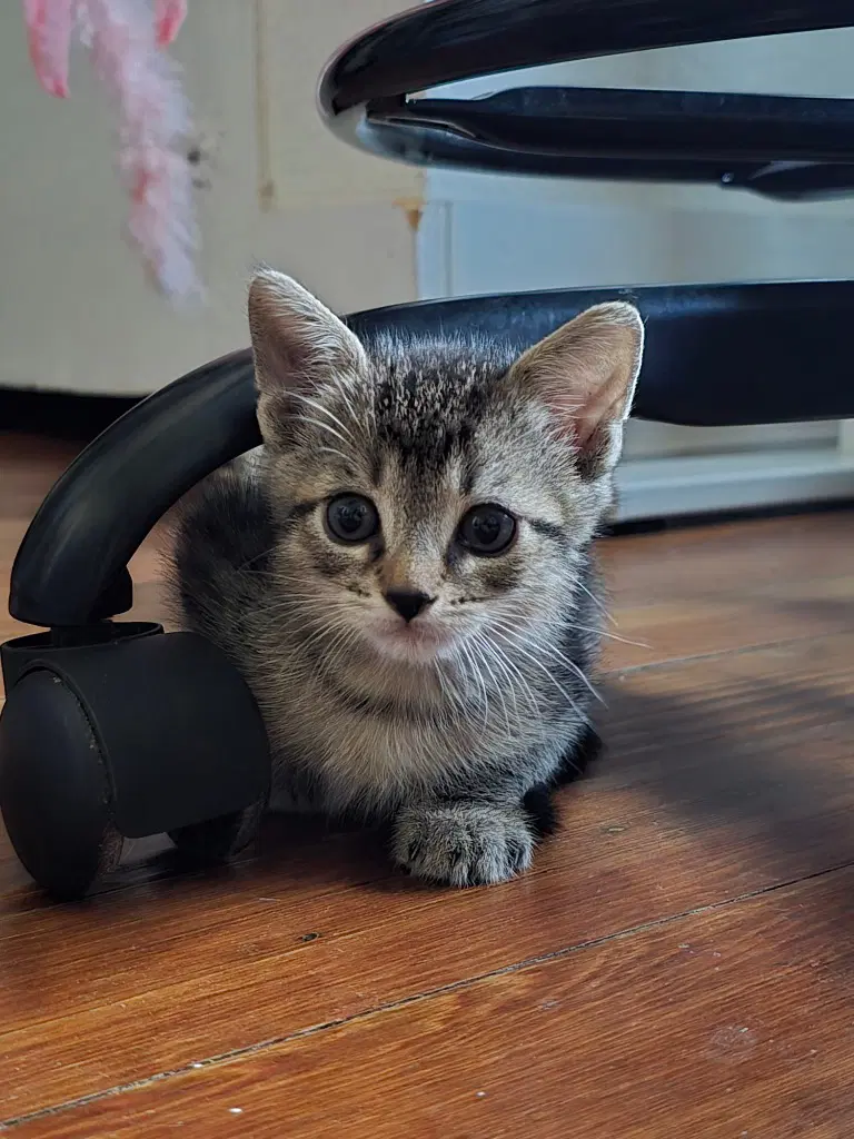 Prince Tabitha - Tabby