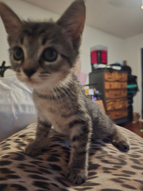 Photo 2 of Prince Tabitha