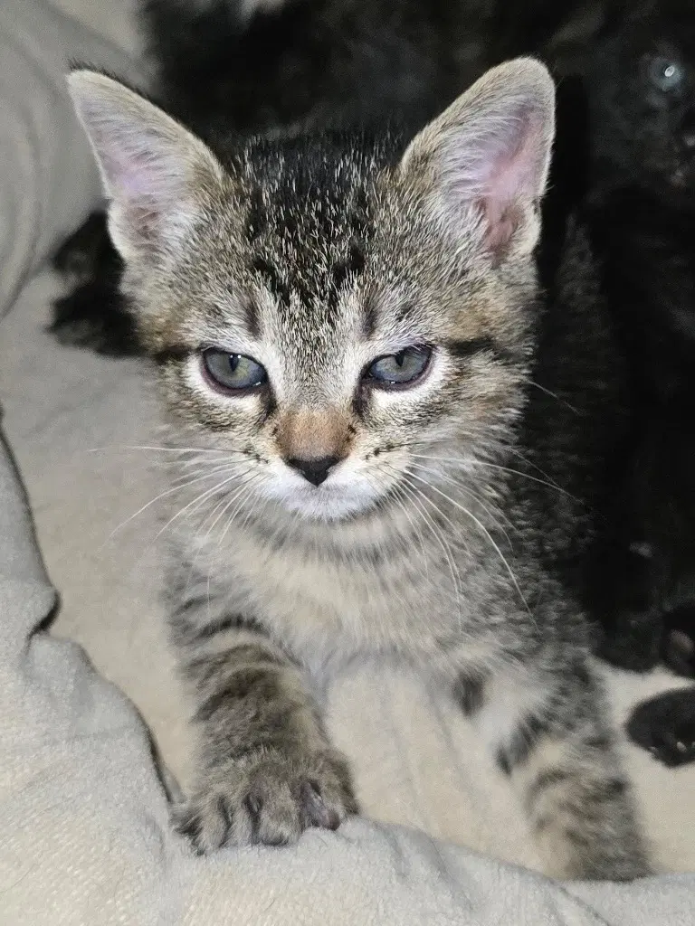 Prince Tabitha image 4