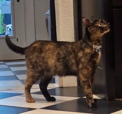 Sherri - Domestic Short Hair