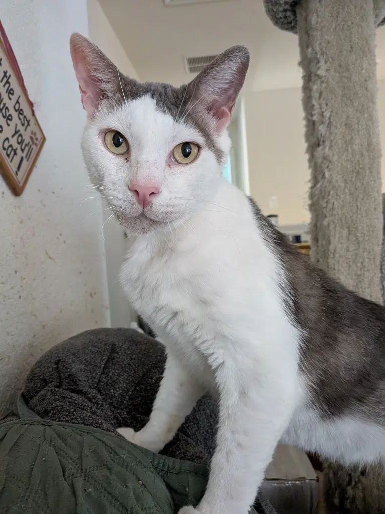 Handsome - Domestic Short Hair