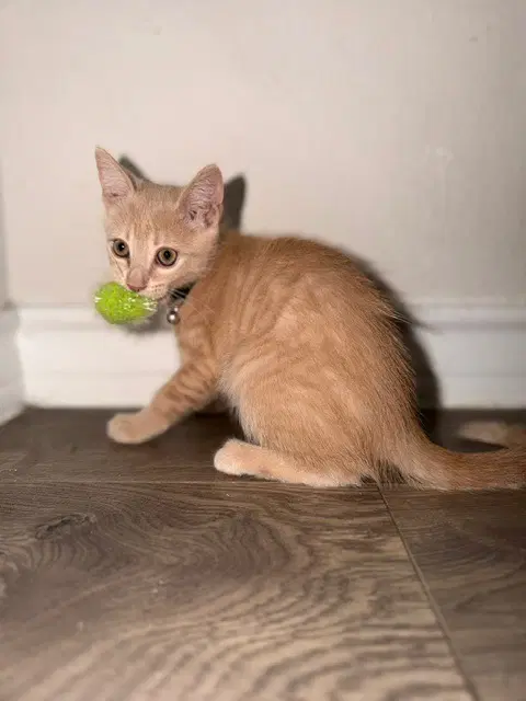 Butters - Tabby