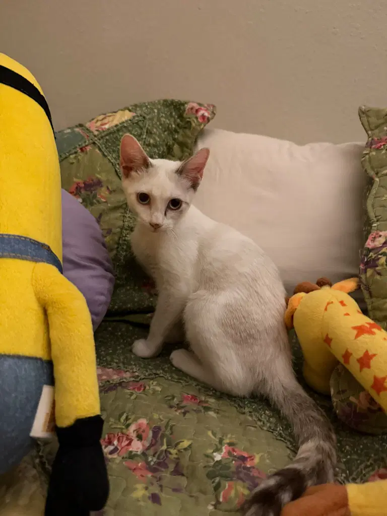 Wynter Snow - Siamese